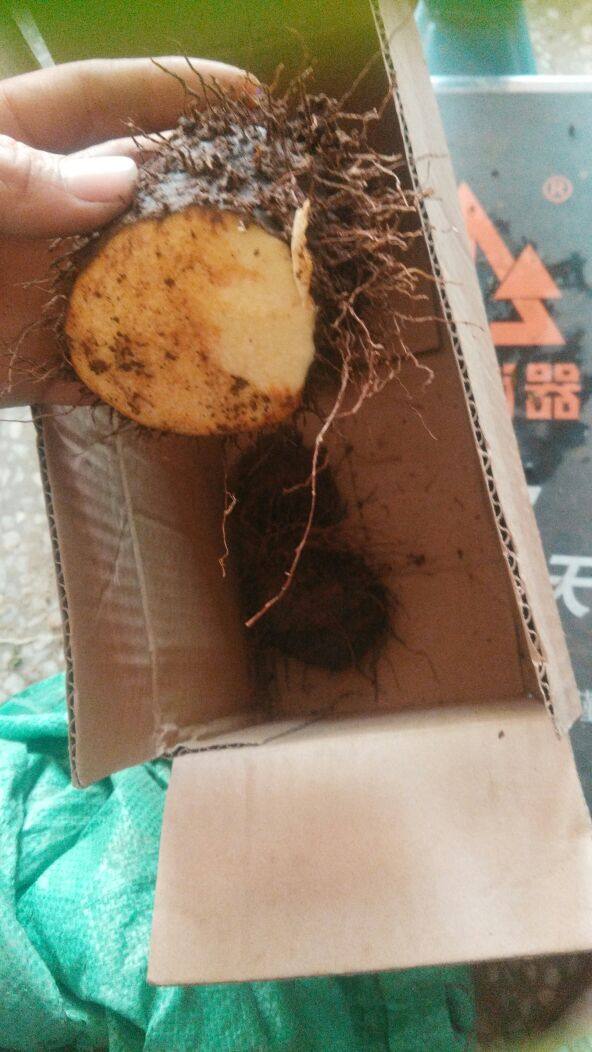 野生药材新鲜黄药子薯莨血三七朱砂莲黄独黄药子根500克