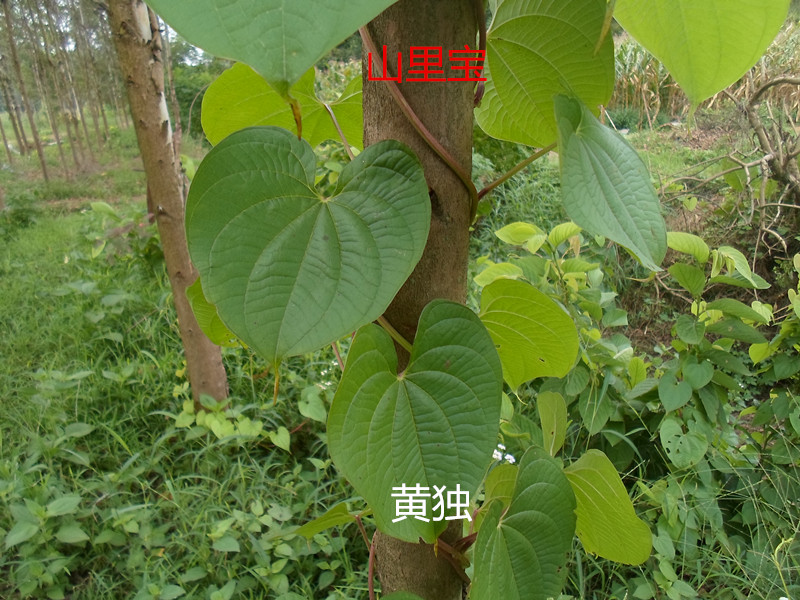 野生药材新鲜黄药子薯莨血三七朱砂莲黄独黄药子根500克