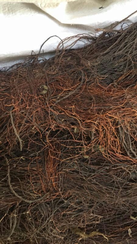 造景根须 树须龙须根 榕树须莫斯树爬藤条 天然须根 鱼缸包邮