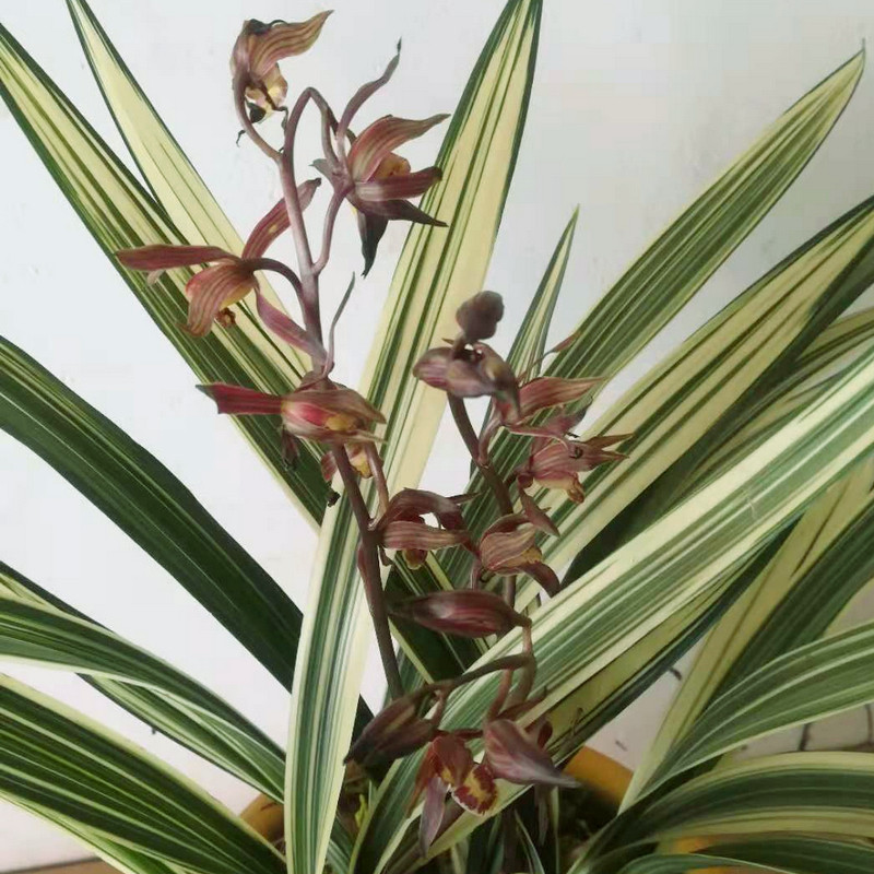 兰花墨兰松鹤图超靓白中透绿植花卉盆栽高档绿植