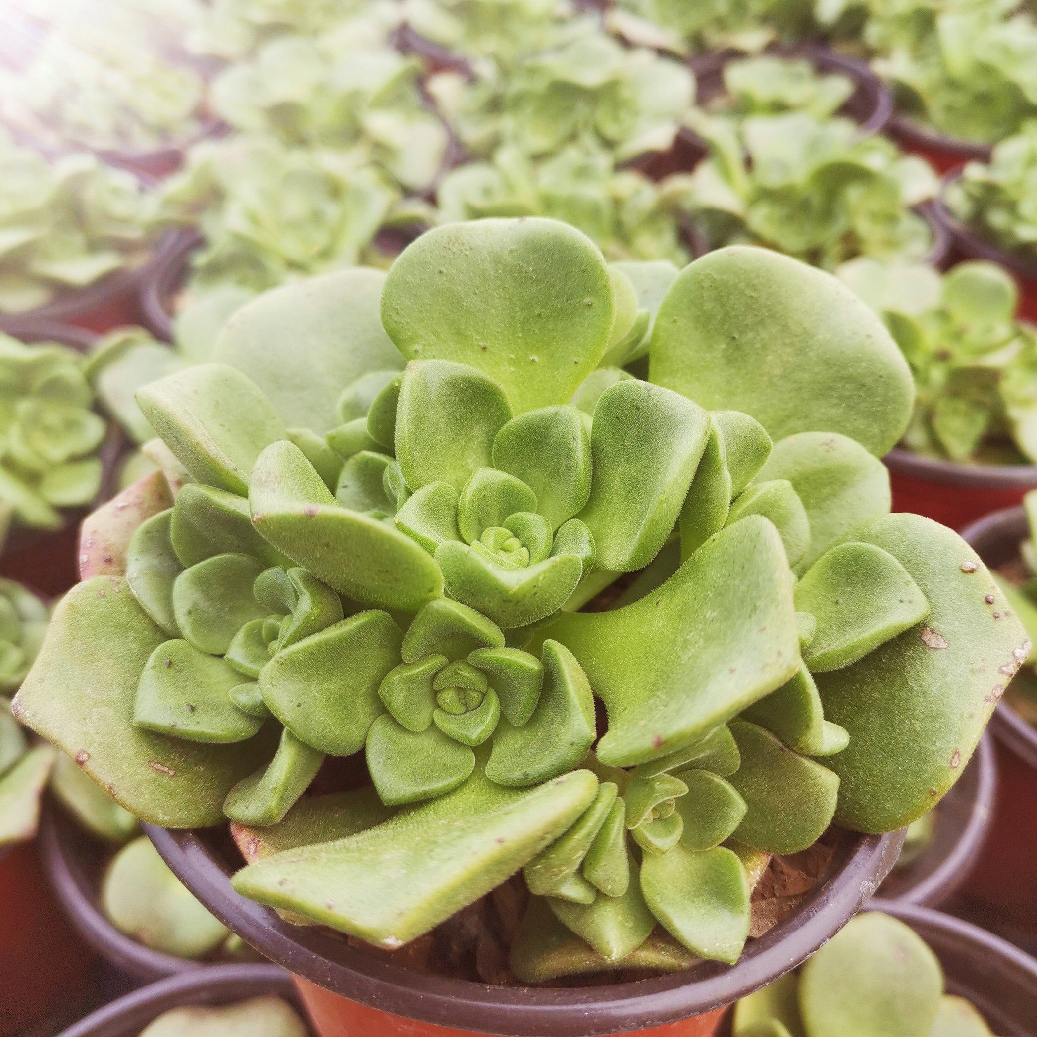 多肉百合植物有香味莉莉丽丽手捧群生盆栽多肉植物