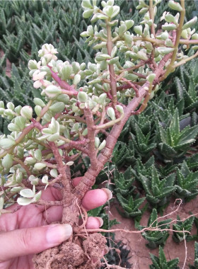 雅乐之舞金枝玉叶多肉盆栽