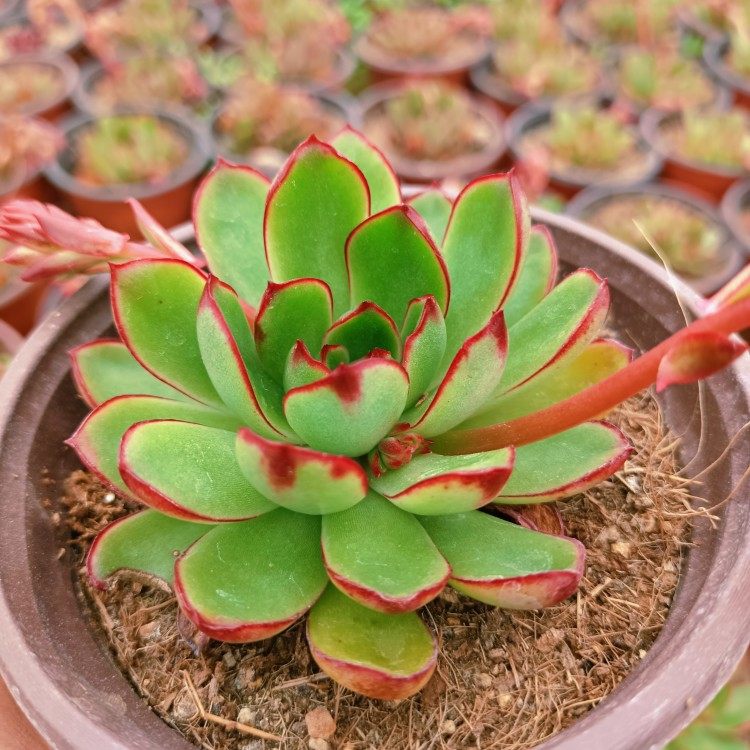 新品红花女王一物一拍多肉植物超大单头肉肉好多肉植物