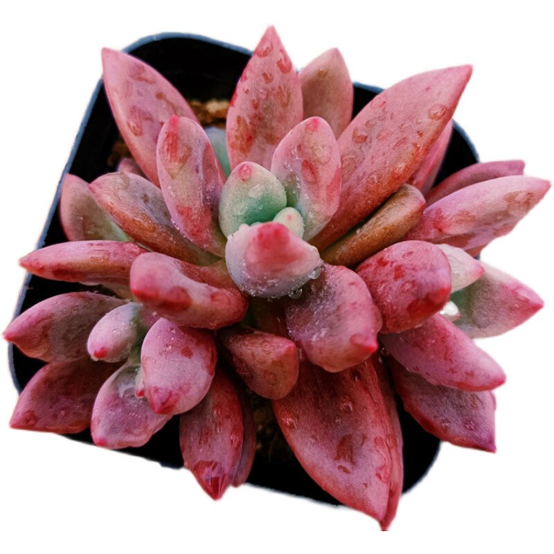 多肉植物桃花源群生胖叶红色美观稀有进口防辐射多肉植物