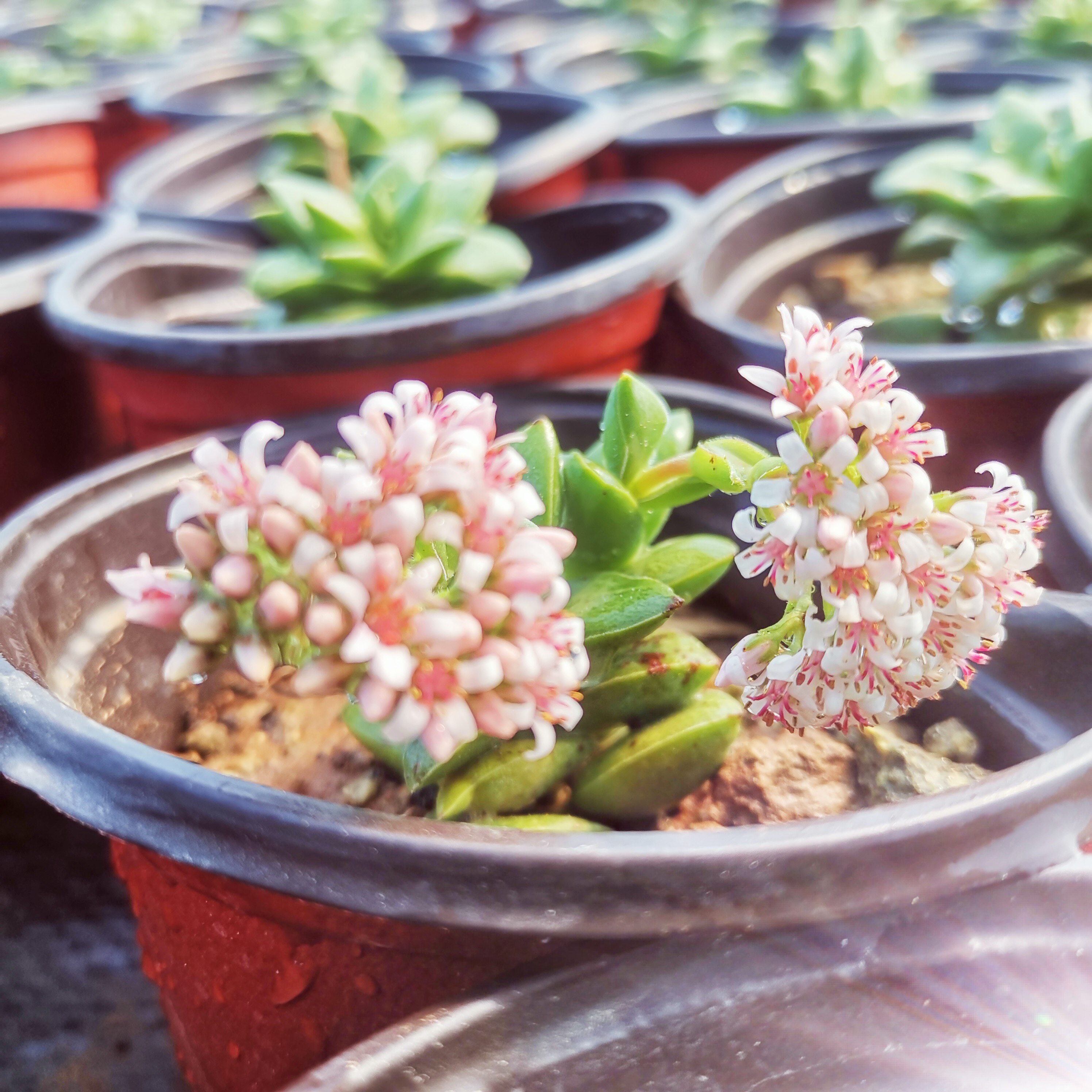 多肉植物神童又叫新娘手捧花卉绿植小盆盆栽多肉植物