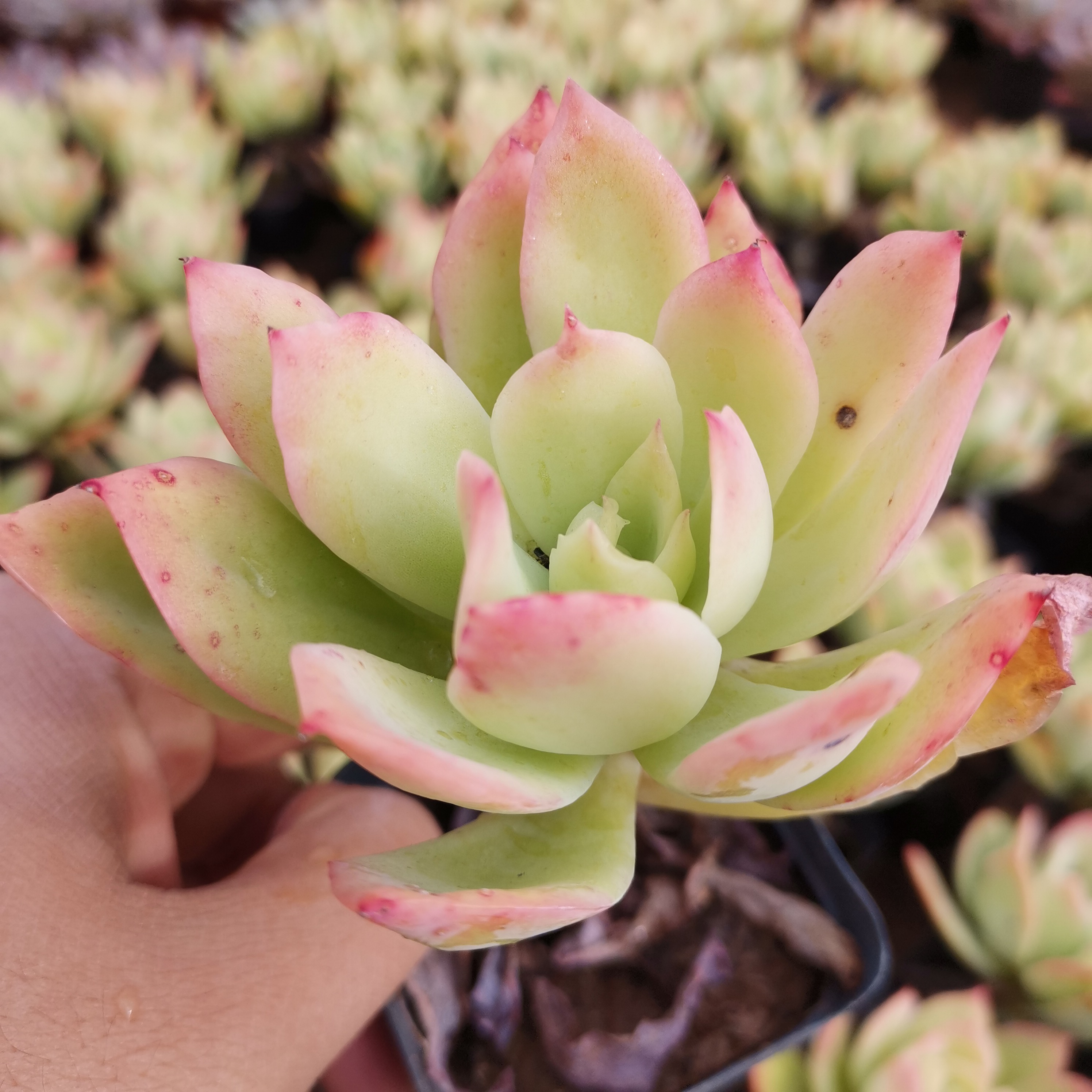 多肉一物一拍金辉乔伊植物网红爆款黄色清棚多肉植物