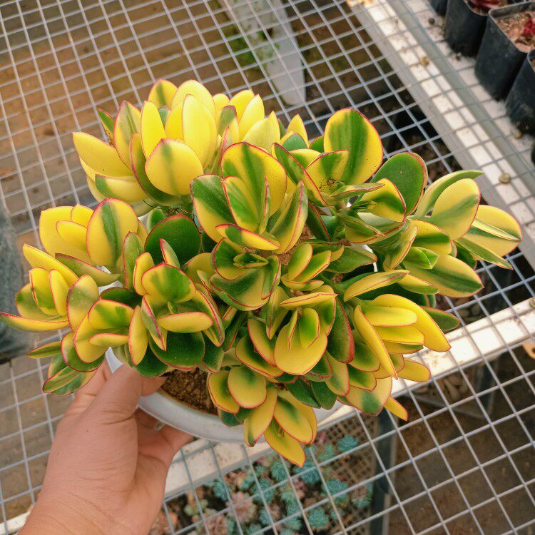 花月新花月黄金花之雁落日室内发财树树发吸财黄金多肉植物