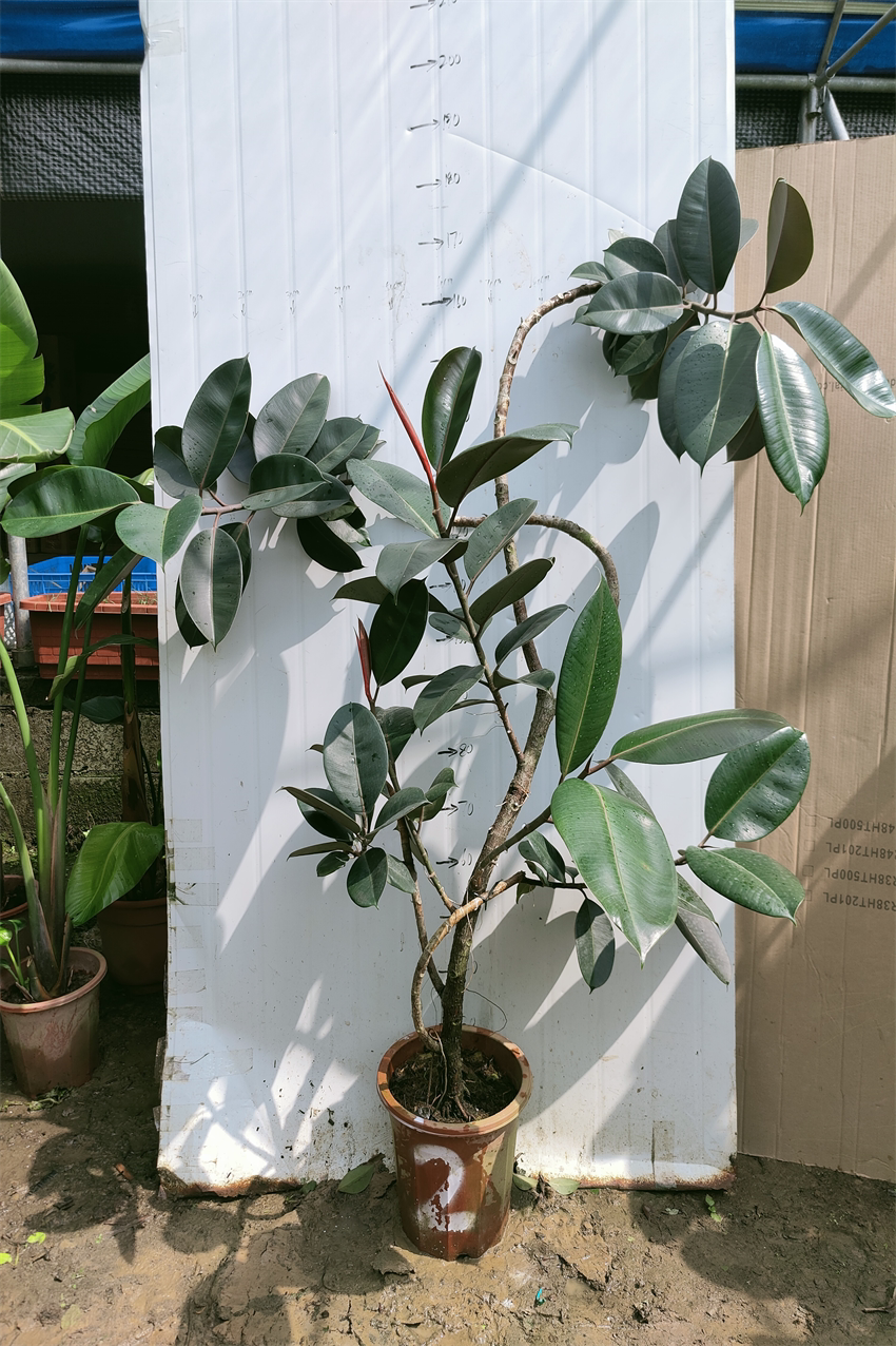 鸿信造型橡皮黑金刚ficus室内大型盆栽绿植客厅大型绿植