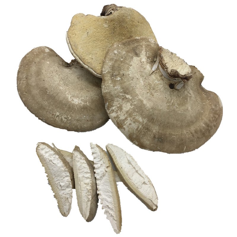 灵芝长白山玉芝免费大肉个大干货整枝管菌野生整枝灵芝