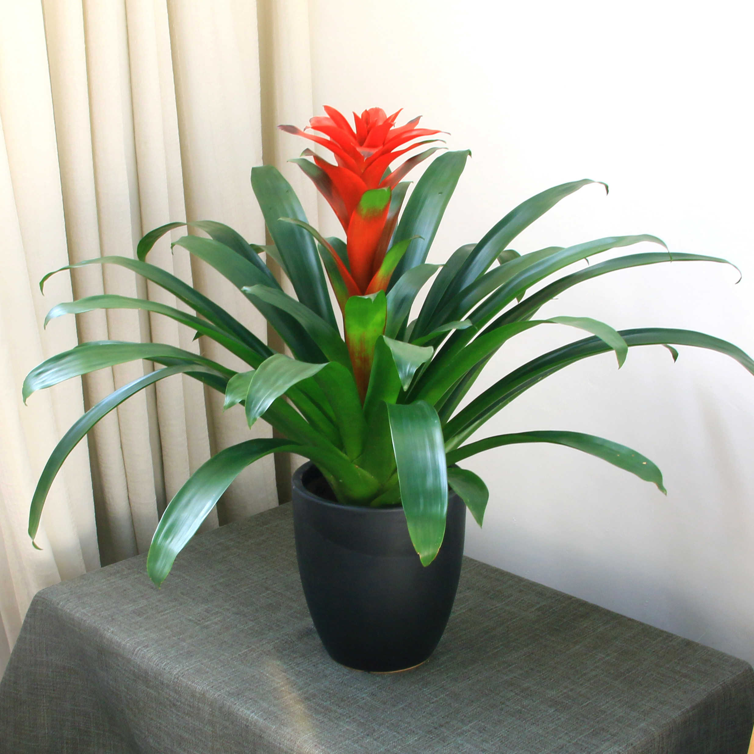 鸿运当头盆栽室内大型开花观花植物办公室绿植凤梨大型绿植