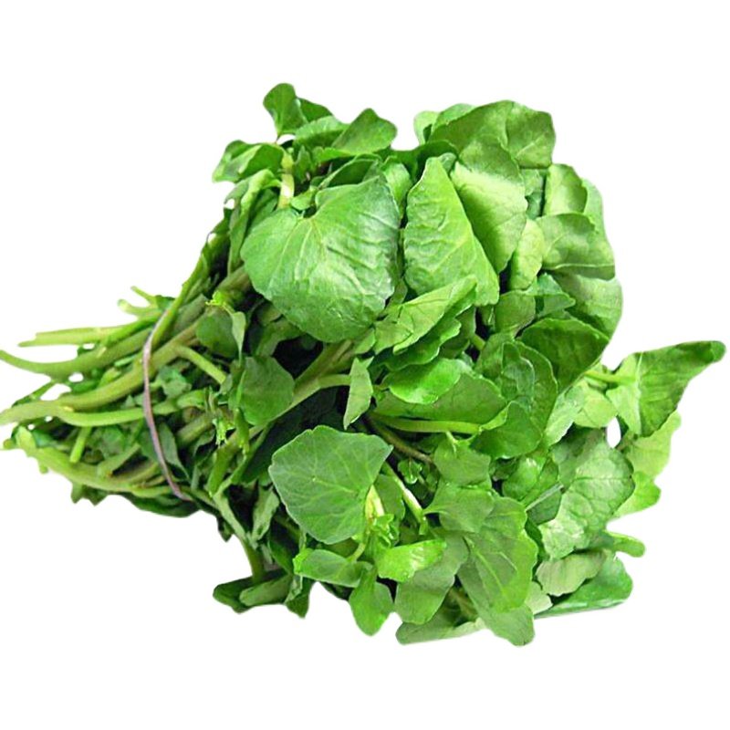 菜种西洋芥菜蔬菜籽种青菜水翁保健健水洋菜家庭园艺种子