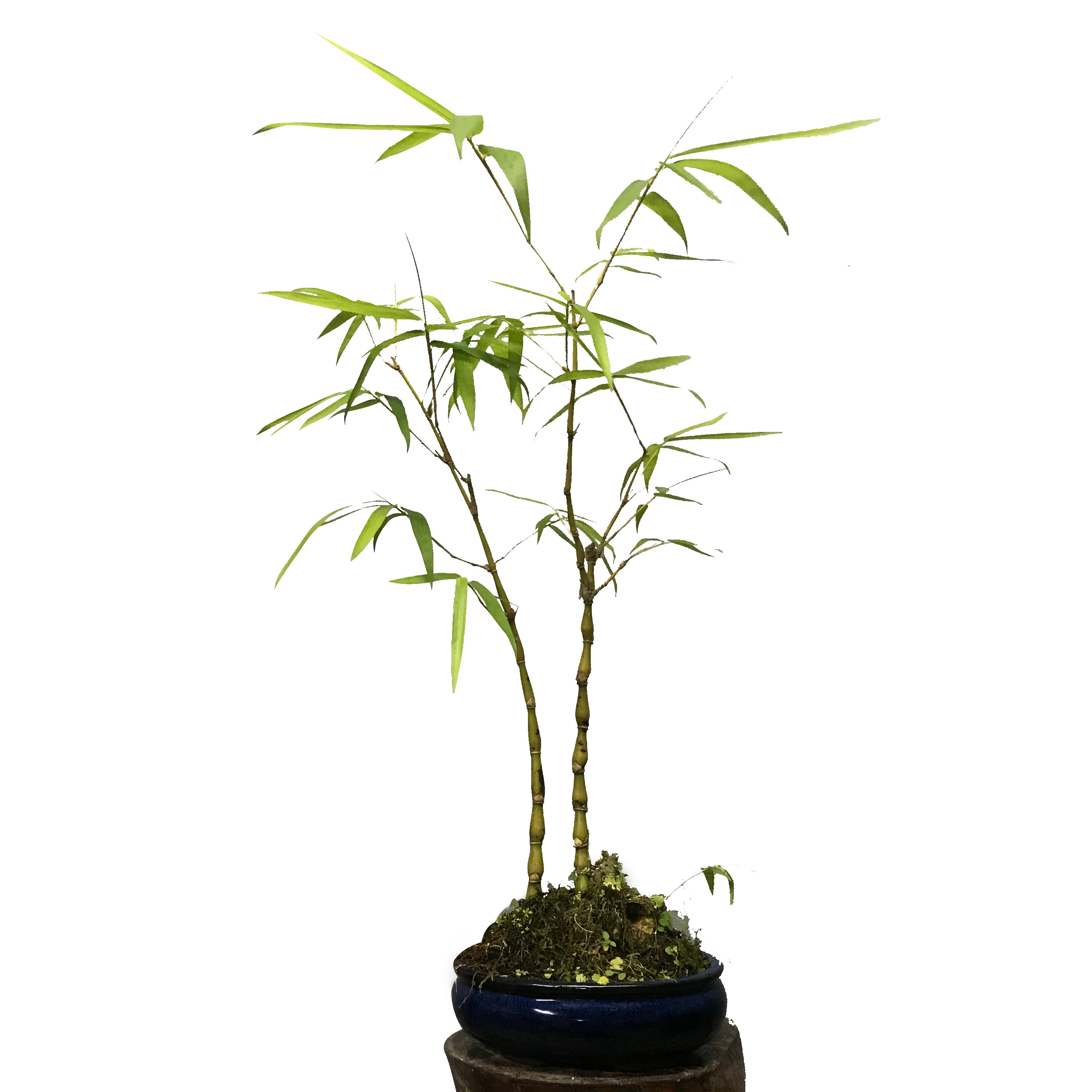 勒竹盆景佛肚盆栽罗汉室内阳台绿植小型矮化绿植