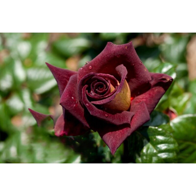 卓昂严选骇客黑玫瑰勤花淡香庭院阳台盆栽绿植花卉