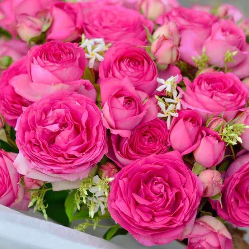 卓昂严选深粉龙沙宝石藤本月季新品月季盆栽地栽花卉