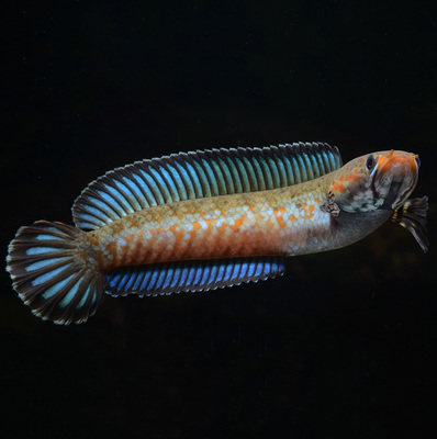 雷龙七彩雷龙鱼龙鱼阿萨姆奶茶小型凶猛淡水淡水鱼鱼