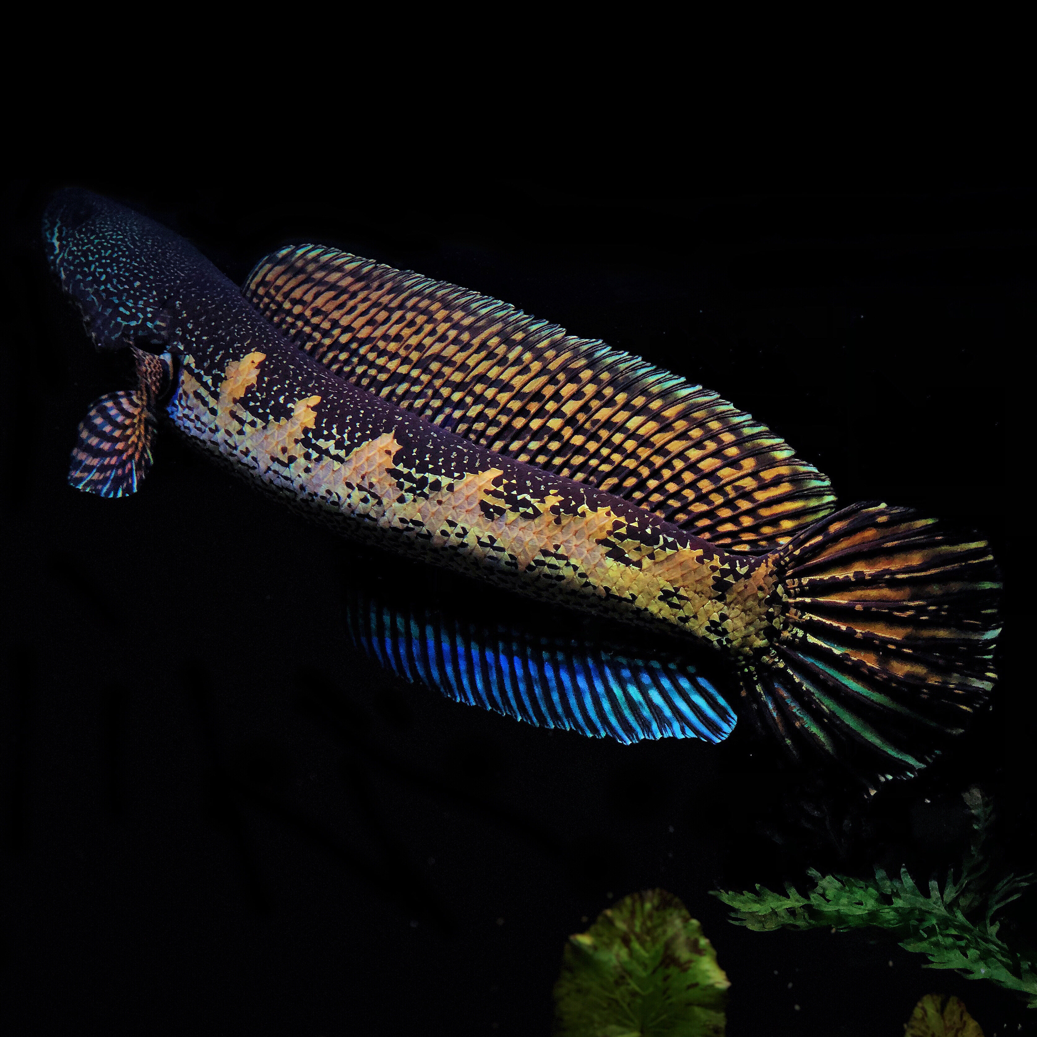 龙鱼大型观赏鱼鱼苗热带鱼凶猛淡水七秒雷龙鱼眼镜蛇鱼