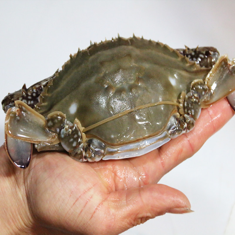 鲜活海蟹梭子蟹沙母蟹 带黄母梭子蟹 北京市区可闪送