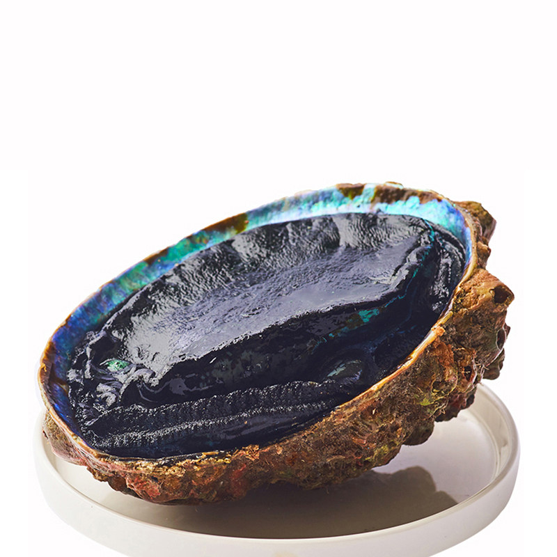 鲍鱼国内速冻黑金鲍大新西兰大海鲜水产刺身鲍鱼