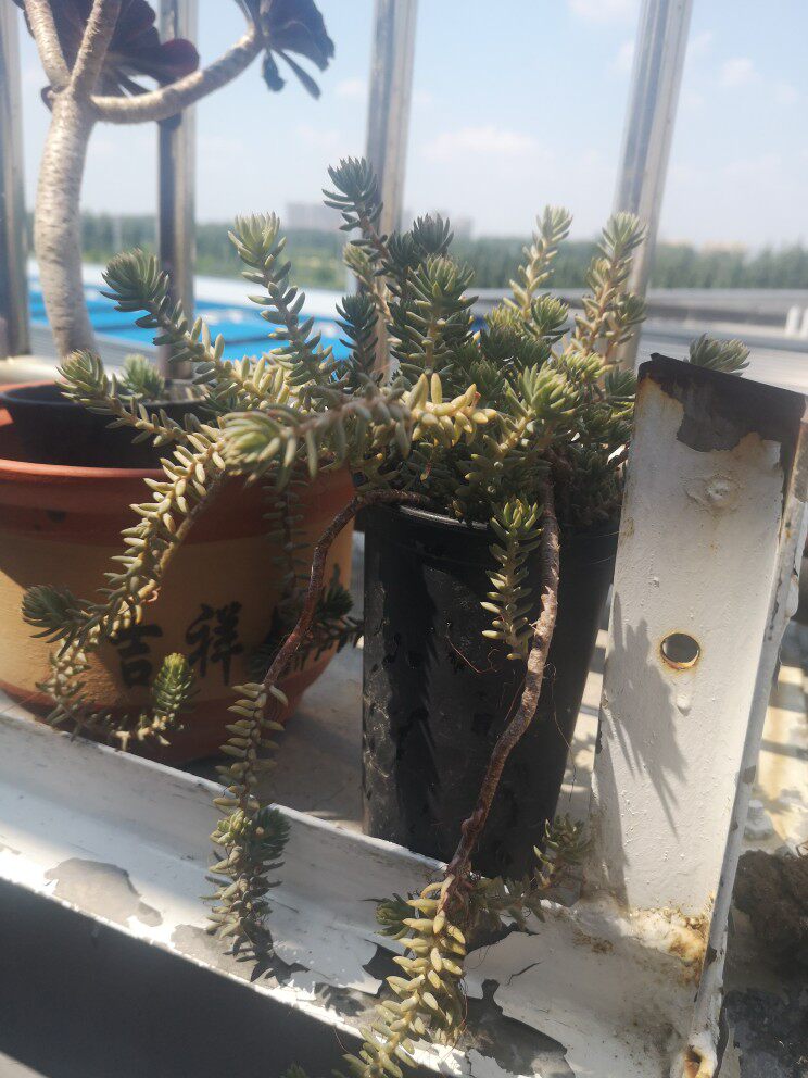 松塔小松多肉植物一物一拍21年10月实拍纯露多肉植物