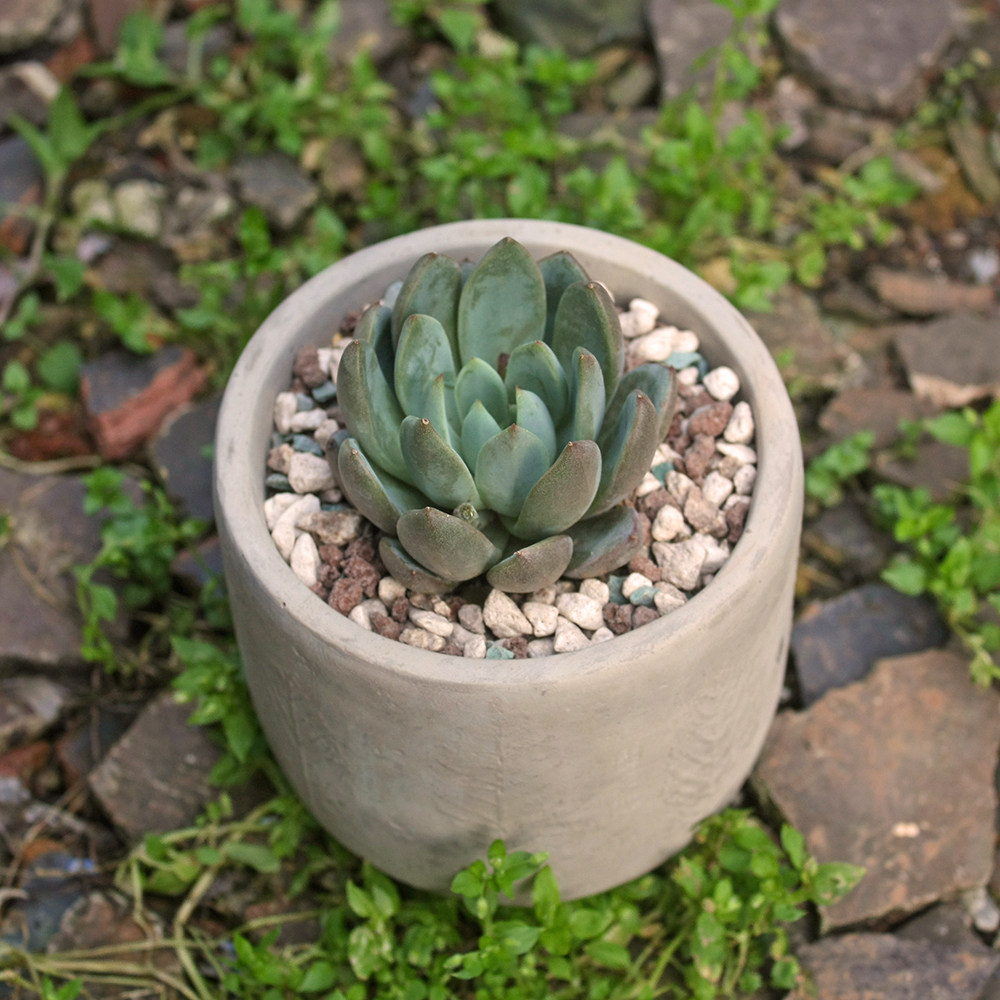 花盆特价保水透气北欧欧树简约水泥多肉小型花盆