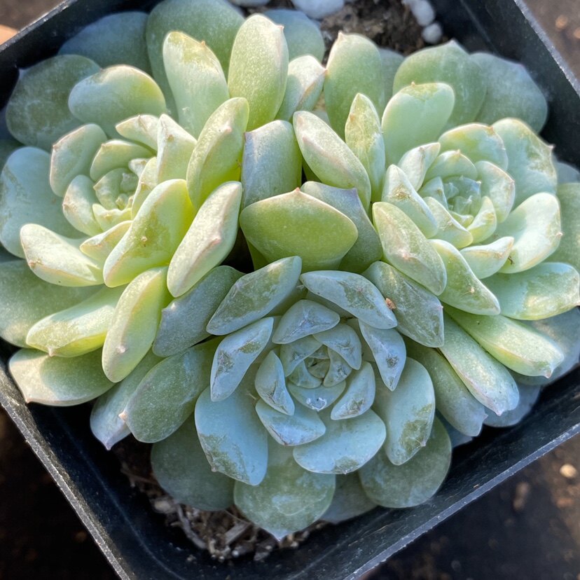 多肉雪颜植物糖心冰心一物一拍阳光雨露多肉植物