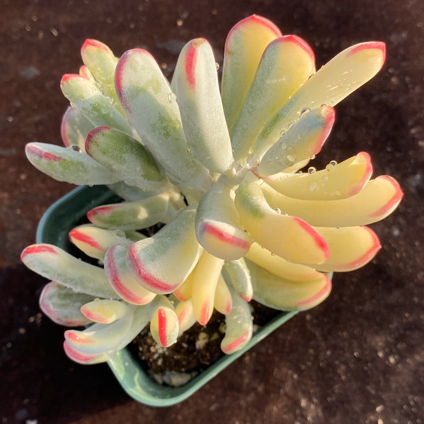 棒叶福娘多肉植物