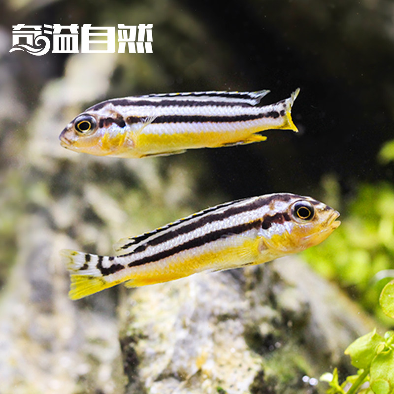 观赏鱼马鲷非洲凤凰小型热带易活淡慈鲷水雪鲷鱼鱼