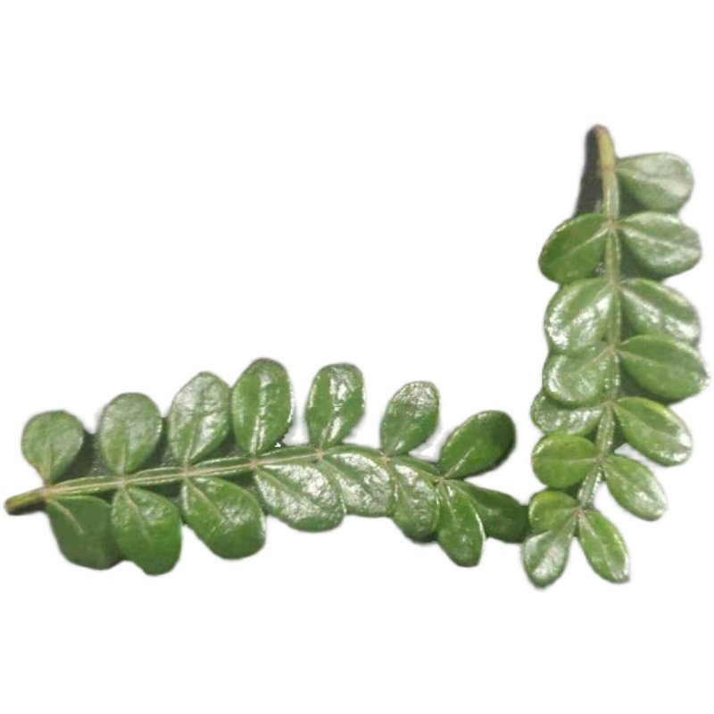 新鲜清香木胡椒木山椒叶西餐餐盘特殊农产品顺丰其它