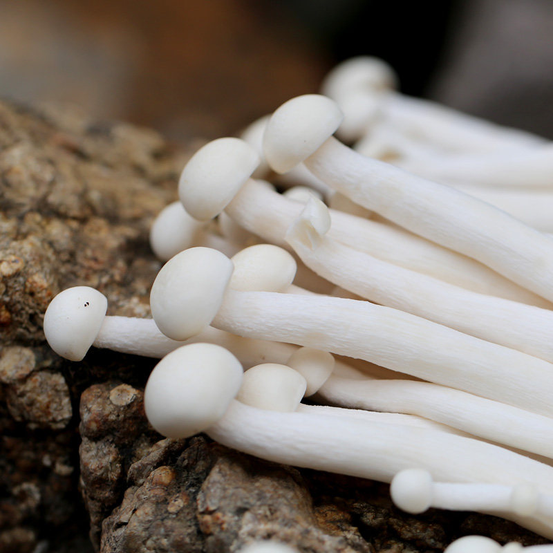 成都好特蔬白玉菇新鲜蘑菇顺丰包邮 the beech mushroom 125g盒