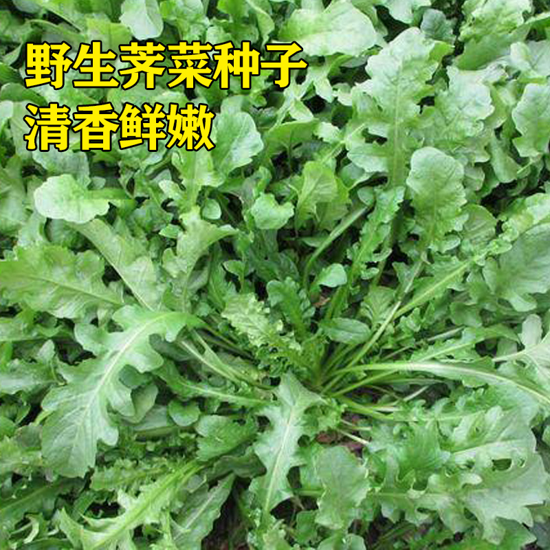 荠菜种子大全农家四季大叶春野野菜种籽食用家庭园艺种子