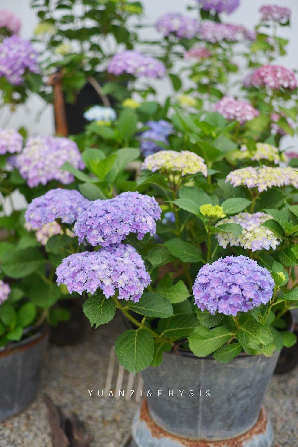 physis塞布丽娜太阳神殿花手鞠美佳子绣球花期长大盆多年生