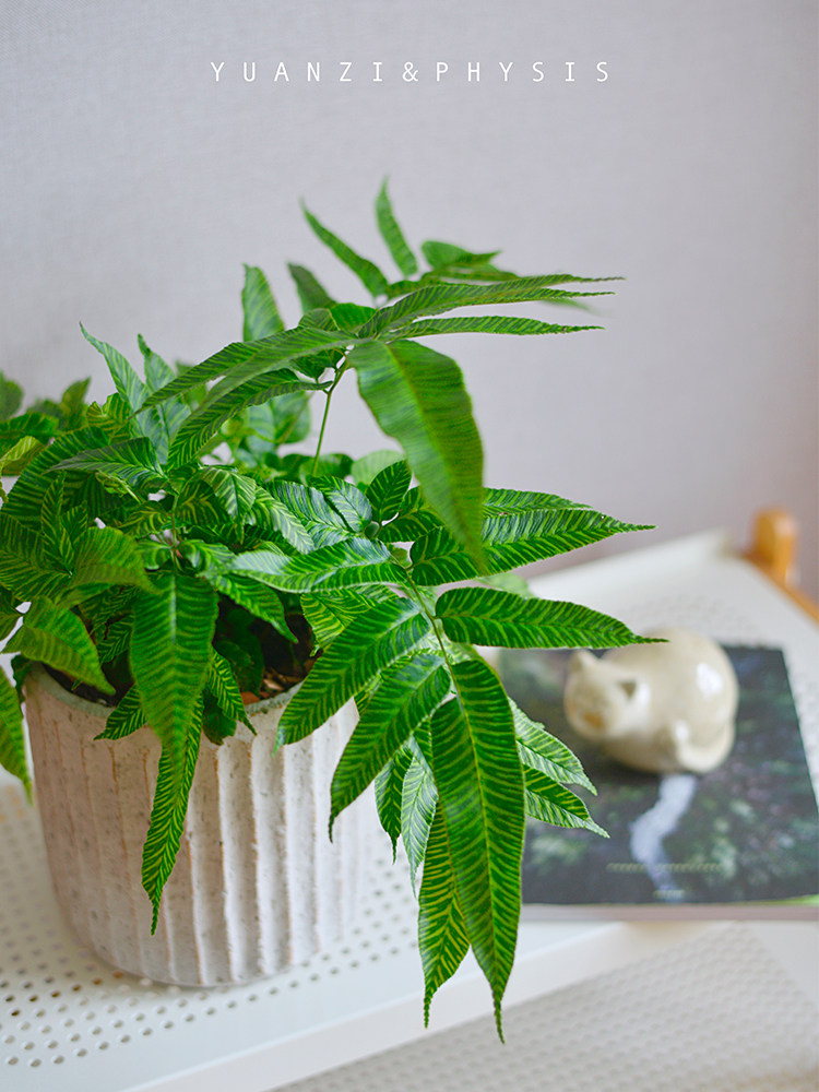 physis不负春日进口金叶斑马ins风花叶蕨超养大绿植