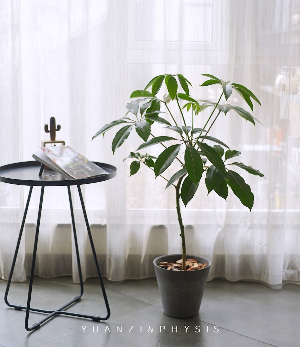 physis日本大叶保罗大株室内盆栽绿植净化空气北欧绿植