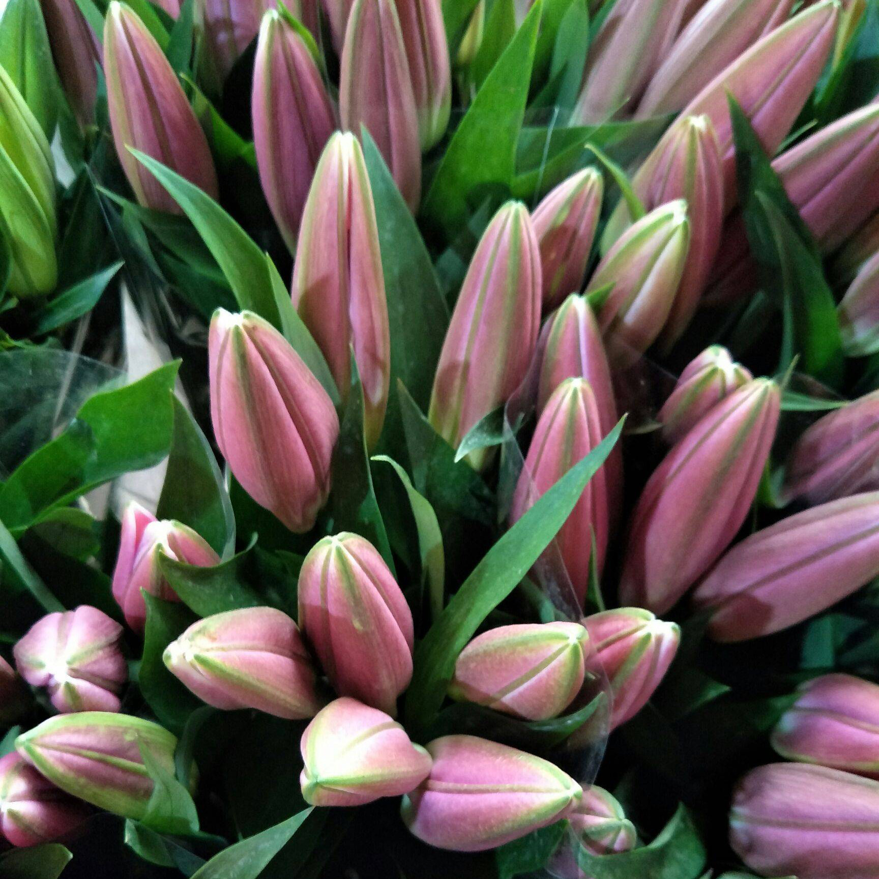 香水百合花鲜花云南昆明直发基地直批花束家庭插花水养花常用花材