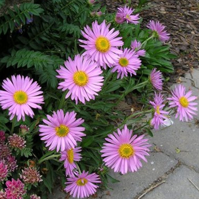 高山紫菀花卉种子宿根多年生易种庭院草花绿植耐寒适合种院子里花