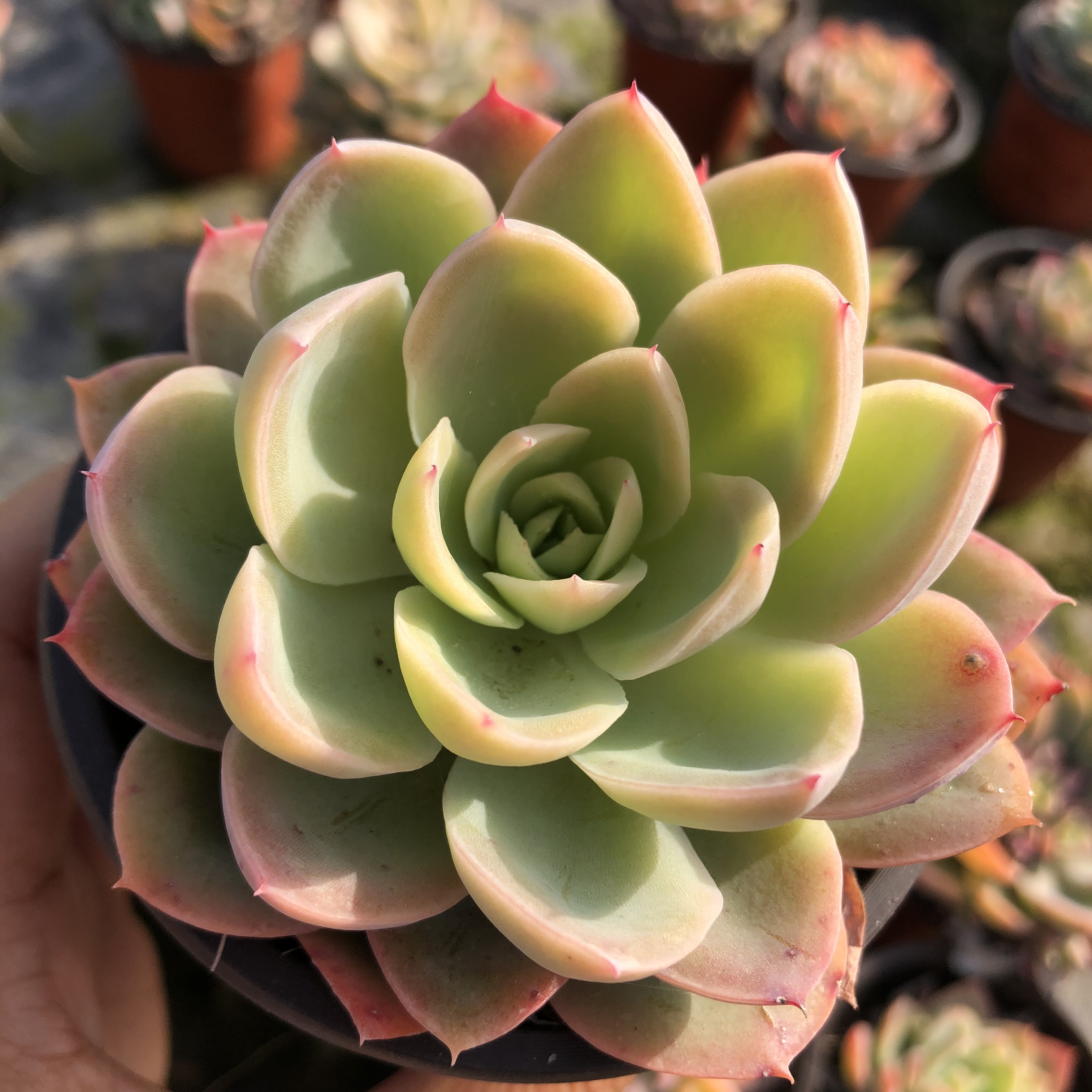 丝绸面纱多肉植物9cm盆带盆发货迷你花卉盆栽多肉植物