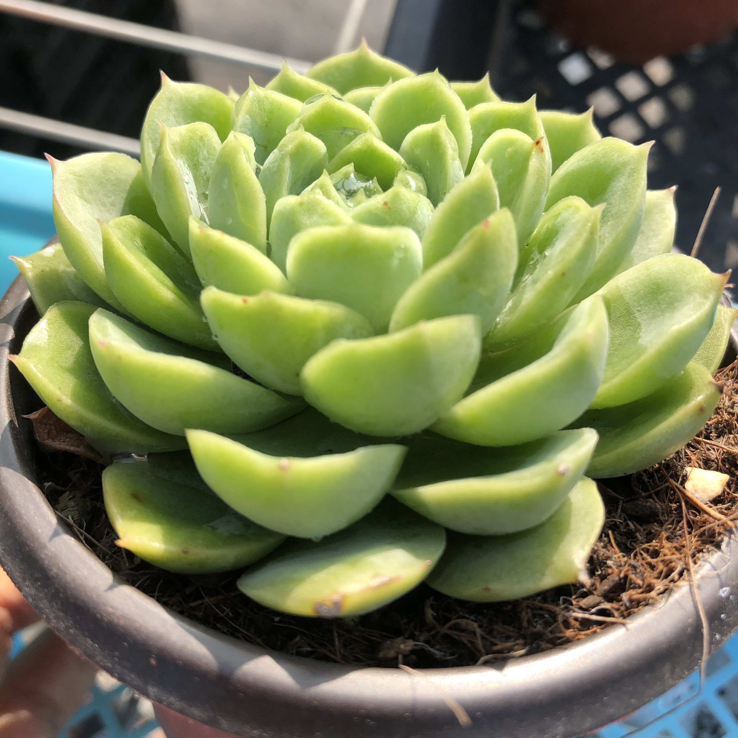 多肉酸橙辣椒9cm植物常春藤园艺大棚直销办公室多肉植物