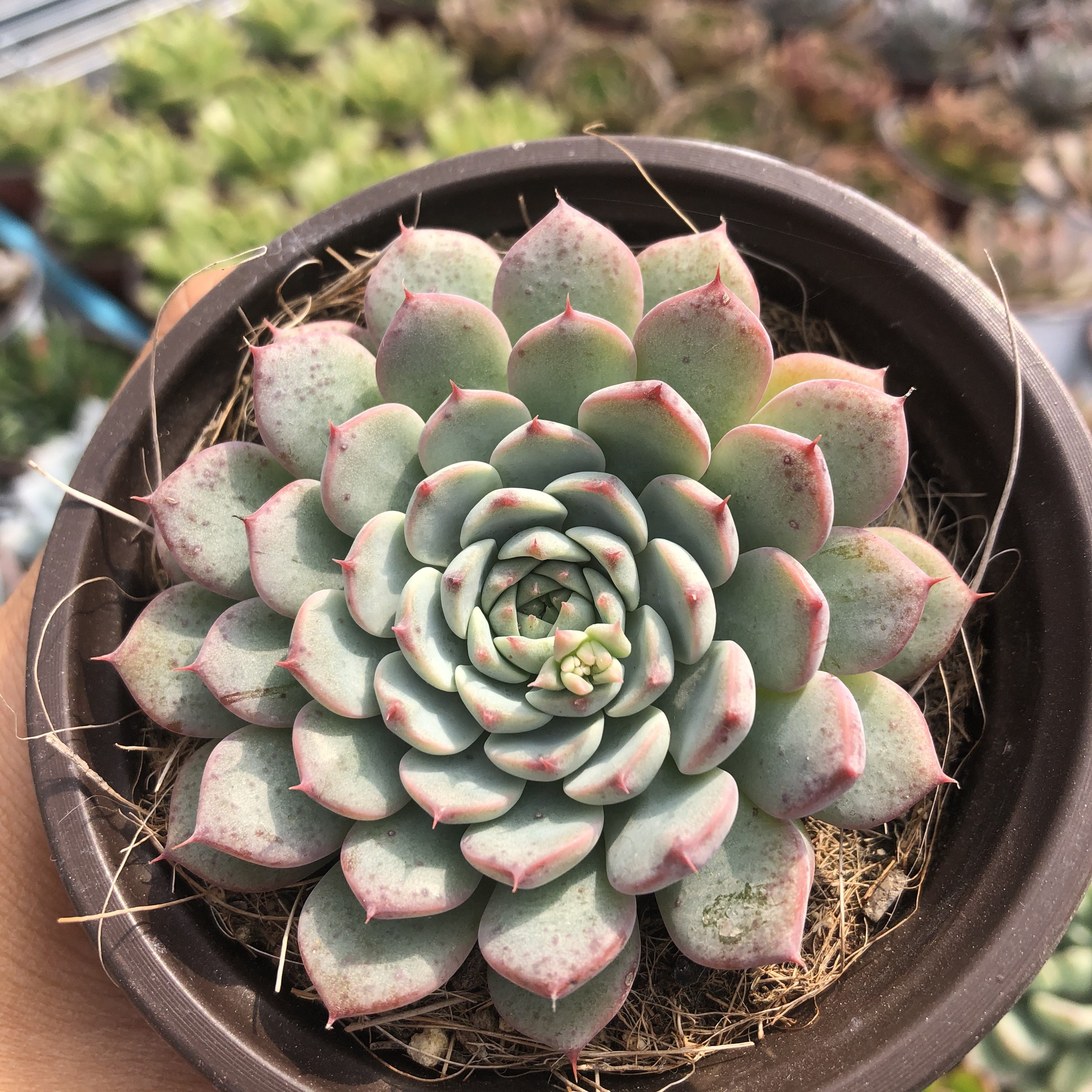 常春藤园艺姬莲多肉植物带盆发货29包绿植花卉多肉植物