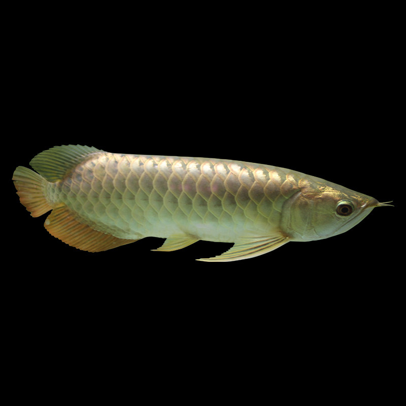 热带龙活体厂家活体金龙星点观赏鱼高背级过金龙鱼鱼