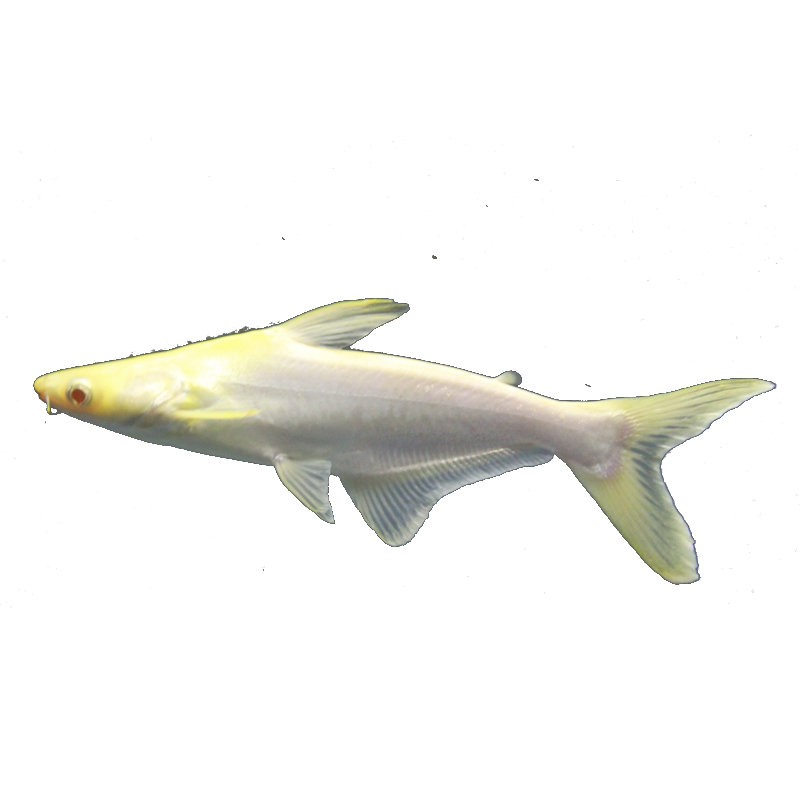 热带观赏鱼 正宗成吉思汗鲨鱼大白鲨虎头鲨大型鱼渔场直销