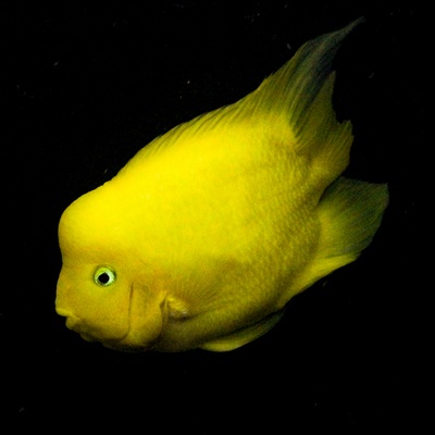 金刚黄财神鱼热带淡水黄金鹦鹉起头财神招财元宝财神鱼包邮到家