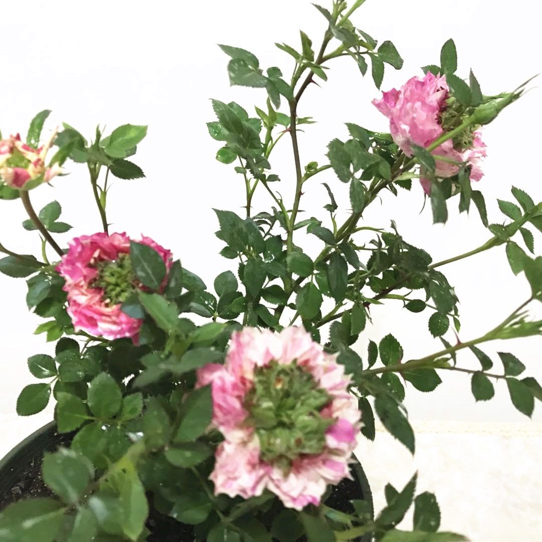 正品幸福之门月季护身符新品多季欧月微月盆栽时令草本花卉