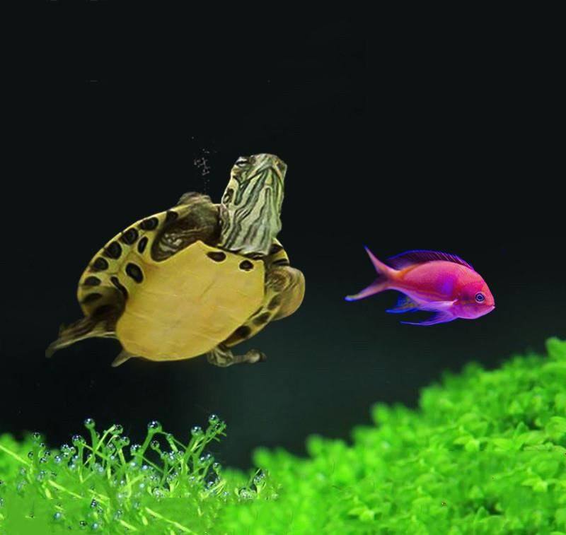 龟黄吃鱼鱼缸粪便深水龟苗乌龟活物宠物彩龟龟