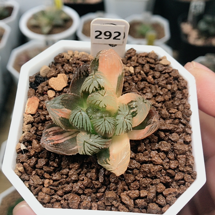 292号om玉露多肉植物