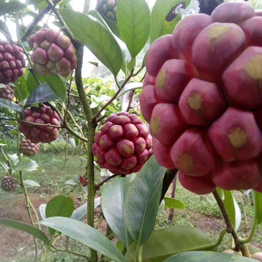 老虎布福娜大血果苗四季可种结果当年果树