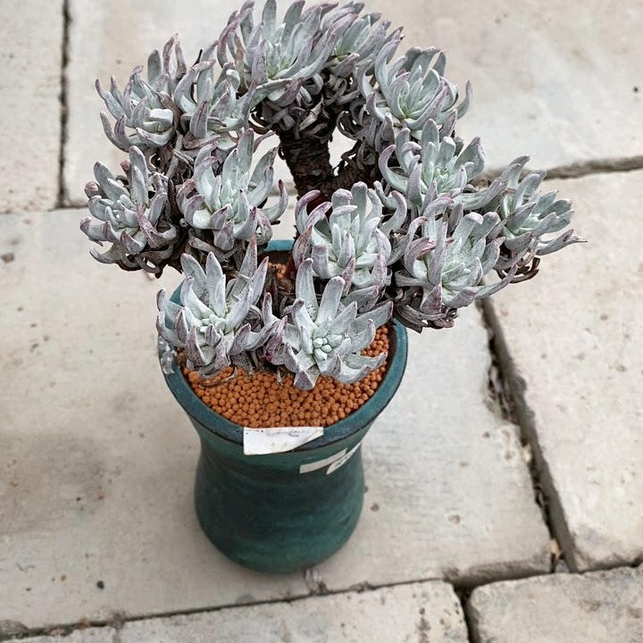 仙女爱杜丽丝多肉植物