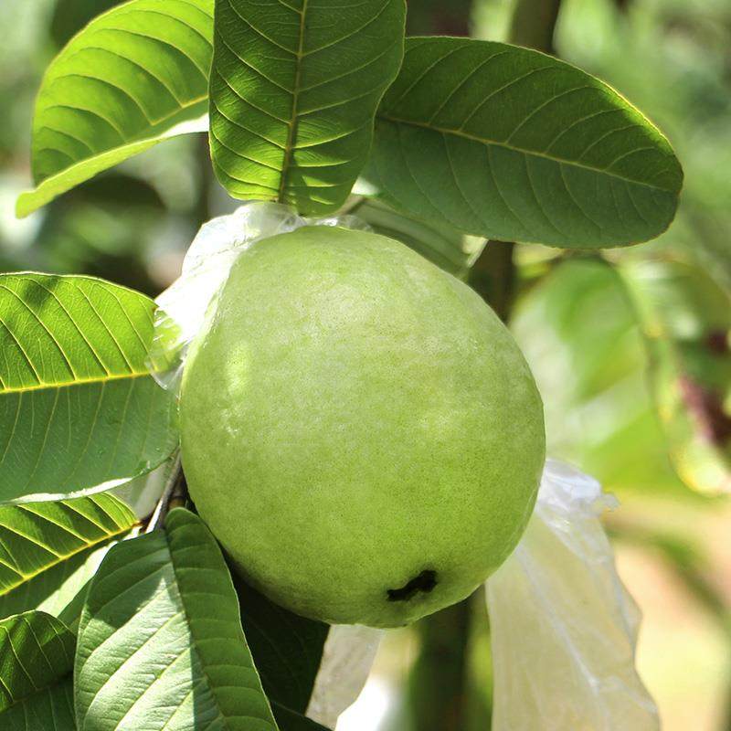 海南现摘番石榴9斤新鲜白心芭乐带箱当季热带水果香甜手机保护套