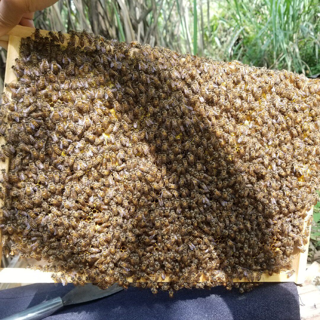 新品中蜂蜂群蜜蜂蜂群中蜂蜂王中蜂种王中蜂笼蜂带王蜜蜂群