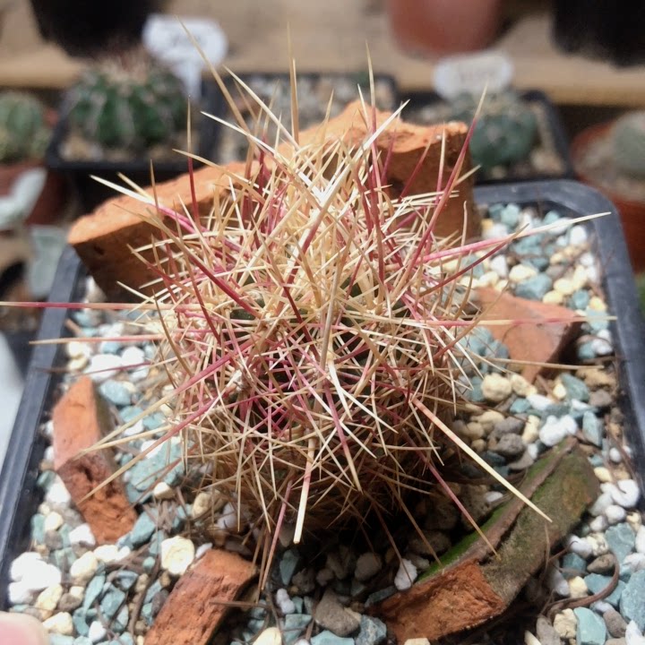 仙人逗逗瓦格纳白针大统领实生多肉植物