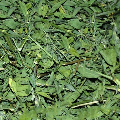 苜蓿草2020年新草兔子龙猫牧草兔粮豚鼠荷兰饲料幼兔兔兔干草